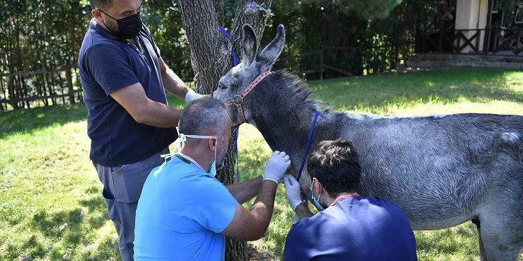 Yangından yaralı kurtulan eşek sağlığına kavuşturuldu