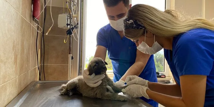 Araba çarpan köpek tedavi altına alındı