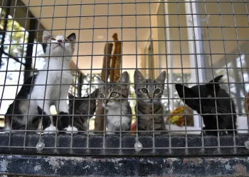 Yavru kediler sahiplenmeyi bekliyor