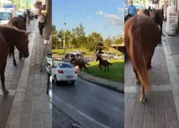 Parkta, kaldırımda, ana yolda! Başıboş atlar her yerde