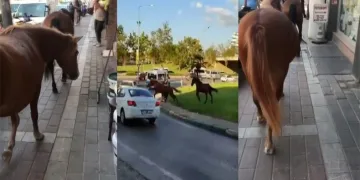 Parkta, kaldırımda, ana yolda! Başıboş atlar her yerde