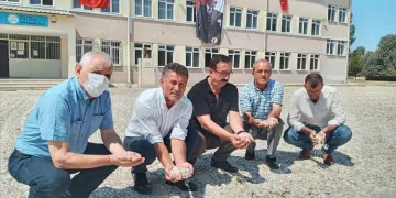 Maliyetler arttı, ayçiçeği fiyatı yarı yarıya azaldı
