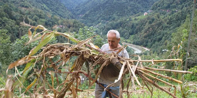 Myanmar’a gidemeyen büyükelçi, bahçe işleri yapıyor