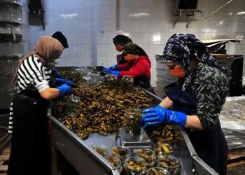 Bursa’da turşu göçüyle nüfusu ikiye katlanıyor