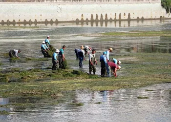 Yosunla kaplanan Seyhan Nehri’nde dip temizliği
