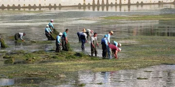 Yosunla kaplanan Seyhan Nehri’nde dip temizliği