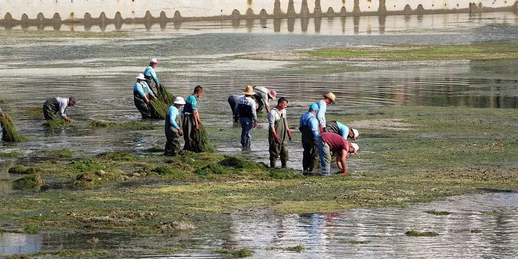 Yosunla kaplanan Seyhan Nehri’nde dip temizliği