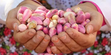 ‘Yeşil Altın’ tarlada 28, tezgahta 120 lira