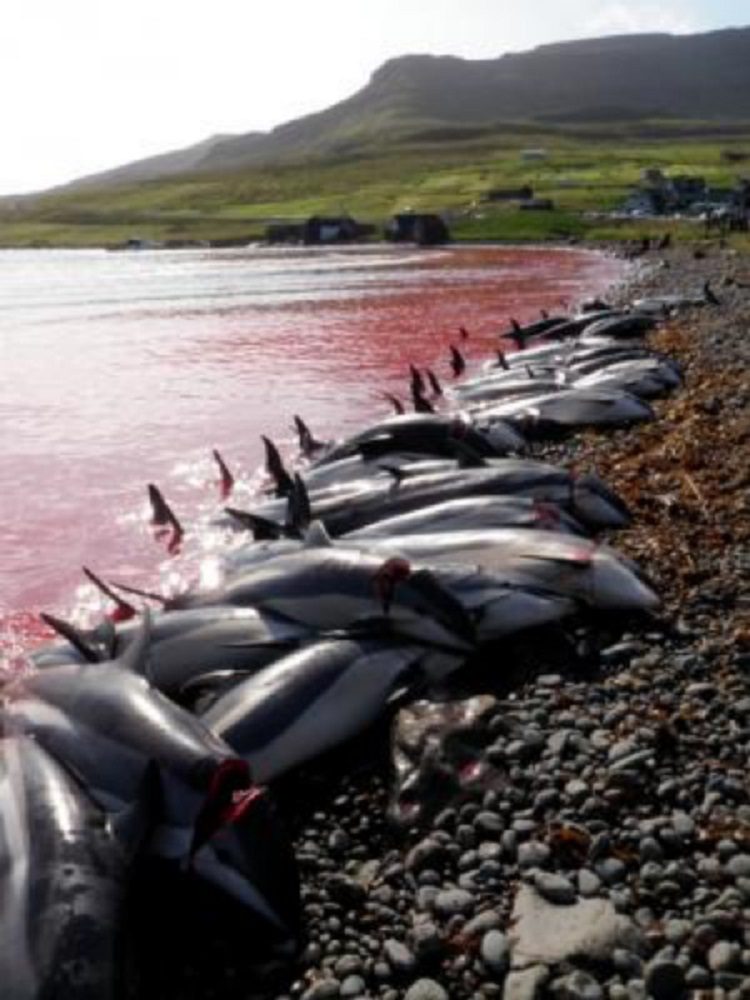 Balina katliamına Faroe Adaları'ndan açıklama