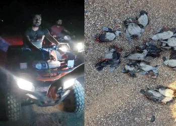 ATV araçlarıyla caretta caretta katliamı