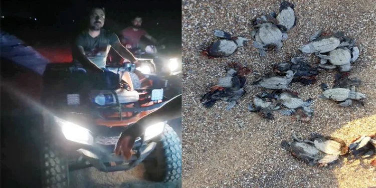 ATV araçlarıyla caretta caretta katliamı