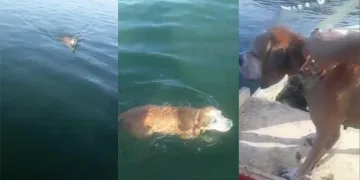 Denizde boğulmak üzereyken balıkçılar kurtardı