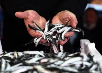 Hamsi fırtına engeline takıldı, fiyatlar ikiye katlandı