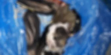 Aydın’da vahşet! Zehirleyip derisini yüzdüler