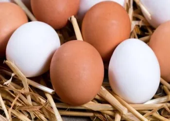 Yumurtanın taze olduğu nasıl anlaşılır?