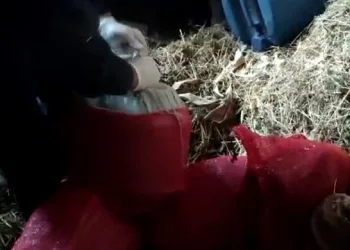 Bursa’da jandarmadan ‘Saman Altı’ operasyonu