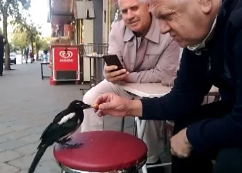 Bursa’da bu saksağan kendine döner ısmarlatıyor