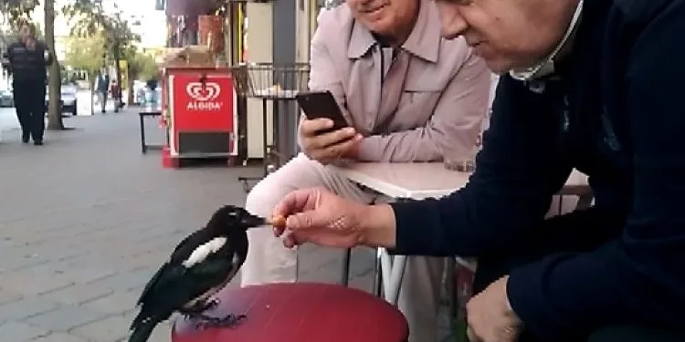 Bursa’da bu saksağan kendine döner ısmarlatıyor