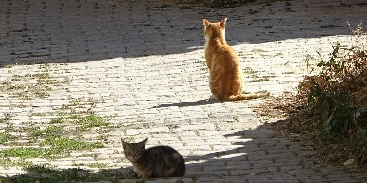 Yırtıcı hayvanlar parçalasın diye köye bırakıldılar