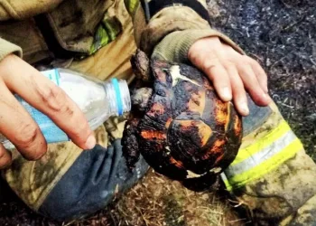 Yangının ortasında kalan kaplumbağayı itfaiye kurtardı