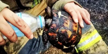 Yangının ortasında kalan kaplumbağayı itfaiye kurtardı