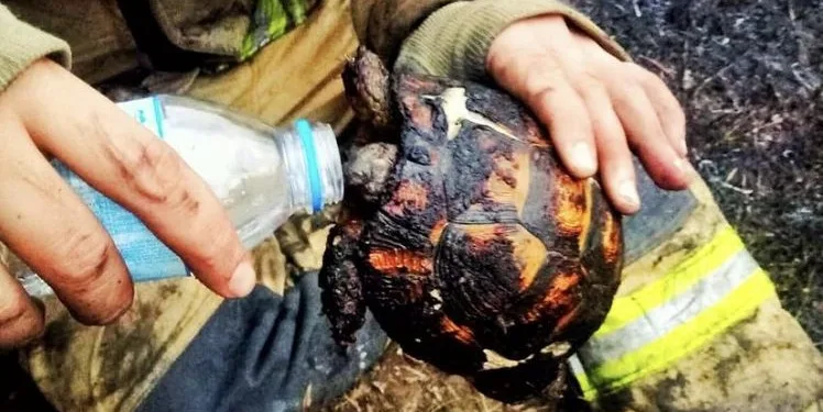 Yangının ortasında kalan kaplumbağayı itfaiye kurtardı