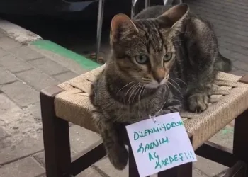 Bursa’da gülümseten görüntü… Görenler bir daha baktı