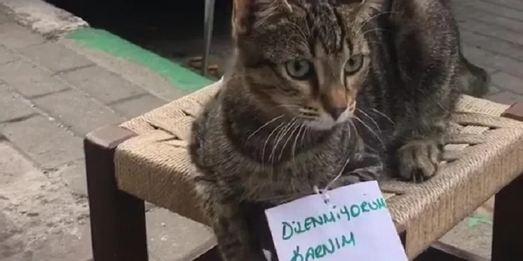 Bursa’da gülümseten görüntü… Görenler bir daha baktı