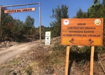 Bursa’da bal ormanları yaygınlaşıyor