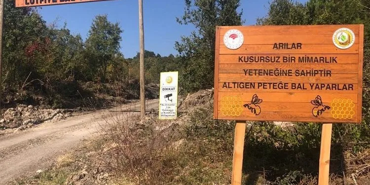 Bursa’da bal ormanları yaygınlaşıyor