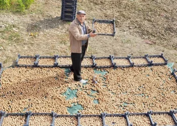 Bursa’da kanatlı hayvan gübresiyle ceviz üretimini ikiye katladı