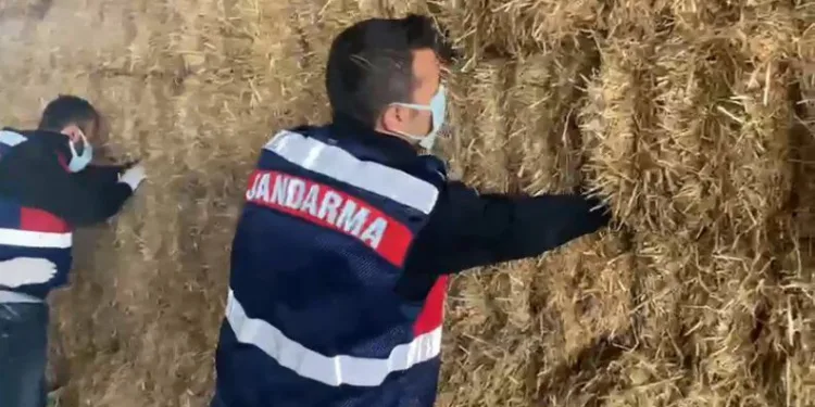 Bursa’da çaldıkları paraları saman balyalarına sakladılar