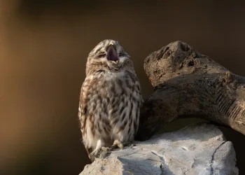 Kuveytli fotoğrafçılar Bursa yaban hayatına hayran kaldı