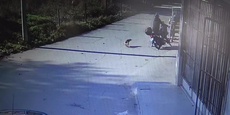 Bursa’da köpekten kaçarken kaza yaptı