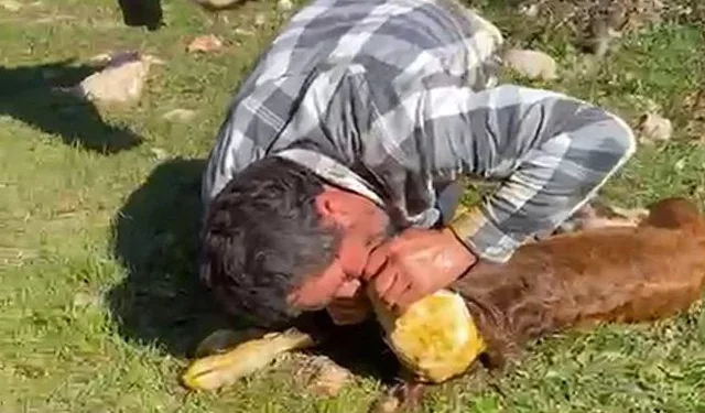 Nefessiz kalan buzağıyı suni tenefüsle hayata döndürdü