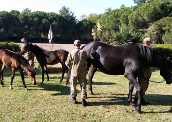 Resmi törenlerde görev alan atlar Bursa’da yetiştiriliyor