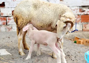 Yangından kurtarılan koyun Bursa’da doğum yaptı
