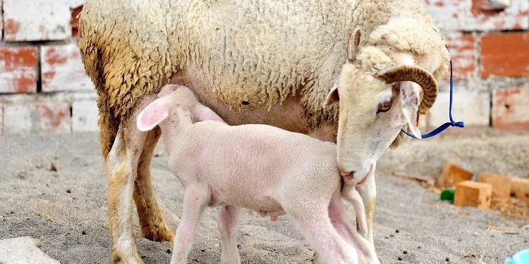 Yangından kurtarılan koyun Bursa’da doğum yaptı