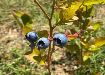 Üretimi arttı belediyeden destek geldi
