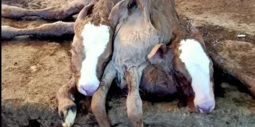 Çift baş, 6 ayak ve 2 kuyruklu buzağıya inceleme