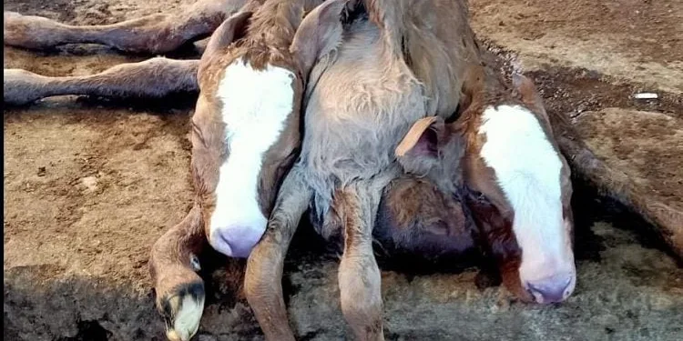 Çift baş, 6 ayak ve 2 kuyruklu buzağıya inceleme