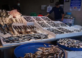 Karadeniz’de hamsi bolluğu
