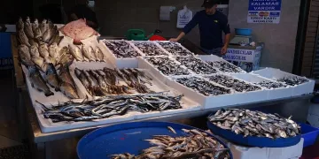 Karadeniz’de hamsi bolluğu
