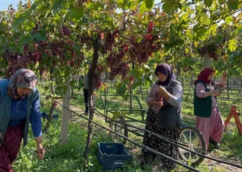 Bursa’da ‘red globe’ üzümünün hasadı başladı