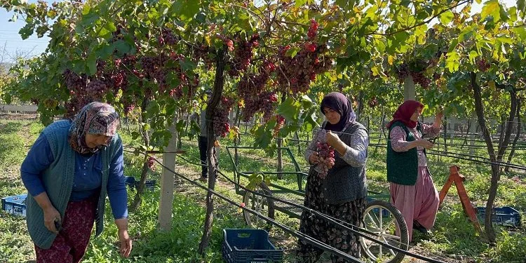 Bursa’da ‘red globe’ üzümünün hasadı başladı