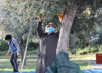 Bursa’da topraktan halka zeytin hasadı başladı