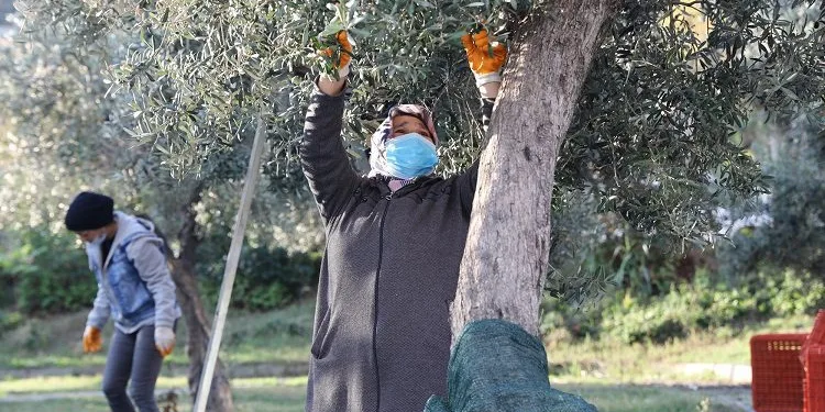 Bursa’da topraktan halka zeytin hasadı başladı