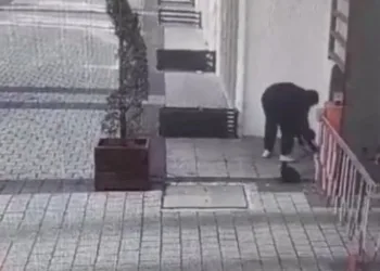 Bursa’da kağıt toplayıcısı kedi mama kutusunu çaldı