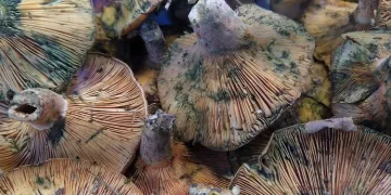 Zehirli sanıp korkuluyor ama faydaları saymakla bitmiyor