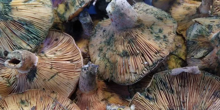 Zehirli sanıp korkuluyor ama faydaları saymakla bitmiyor